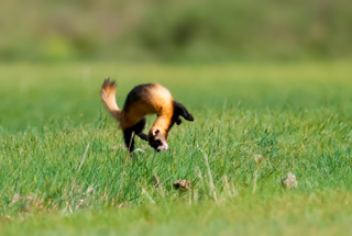 Boing!
